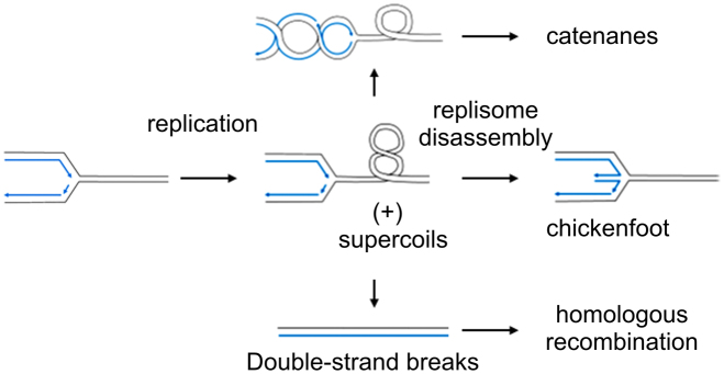 Figure 7.