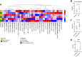 Figure 3. A, Heat map illustrating relative representation of individual cell types as assayed using CyToF across the various study timepoints (screening, cycle 1 week 0, that is, post-TACE, and EOT) stratified on the basis of the achievement of response 12 weeks following TACE plus pembrolizumab combination. Hierarchically clustered heat map displays mean frequencies of lymphocyte subsets per timepoint and response to therapy, visualized by z-score–based coloring after column normalization. B, Tc2 cell frequency differed between screening and EOT (n = 8, paired samples). C, Tc1 cell frequency before ICI therapy was different between responders (n = 6) and nonresponders (n = 7). D, B-cell frequency differed at end of therapy between responders (n = 6) and nonresponders (n = 7). *, P < 0.05.