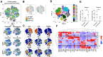 Figure 4. A, tSNE visualization of CD45+CD3+CD19− T lymphocytes pooled (top), divided by response to therapy (middle), and in addition by timepoint (bottom). Each dot corresponds to a single cell. Representative data of 4 patients, subsampled up to 15,000 per sample; analysis of 157,543 cells in total. B, Overlay plot indicating the localization of Tc1 and Tc2 cells on the tSNE map. C, T-cell marker expression is visualized on the tSNE map by color heat map. D, T cells were clustered on the basis of their high-dimensional expression profile using FlowSOM. Clusters are visualized by the indicated colors on the tSNE map. E, Cluster abundance of c07 and c08 in responder and nonresponder patients. Data are represented as mean with SD and analyzed by paired t test. F, Hierarchically clustered heat map indicating mean marker expression of T-cell differentiation, activation, and exhaustion markers by each cluster and including manually gated Tc1 and Tc2 subsets as in Fig. 3. Expression is visualized by z-score as indicated; data were scaled per column. *, P < 0.05; **, P < 0.01.