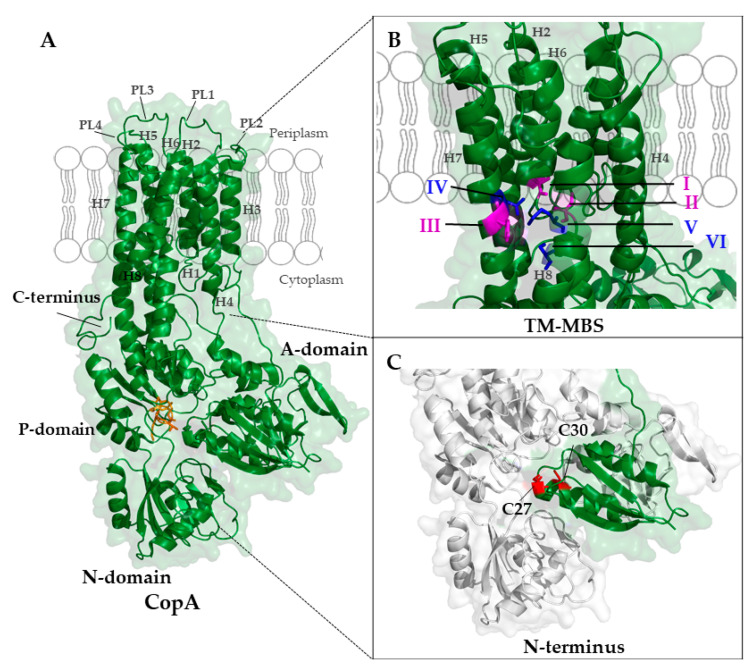 Figure 7