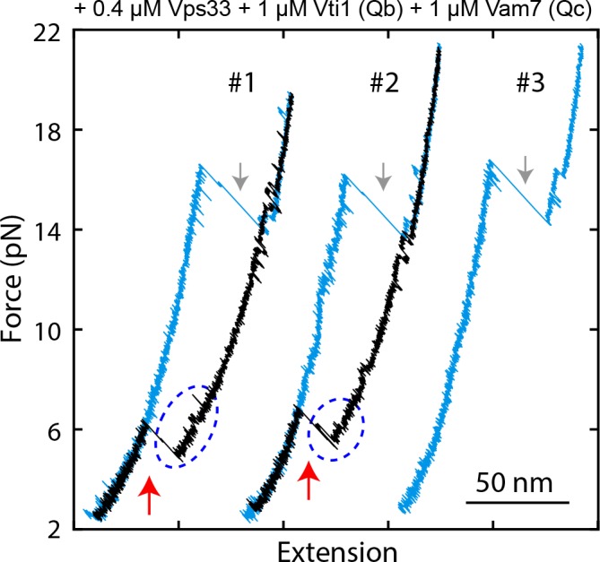 Figure 10—figure supplement 2.