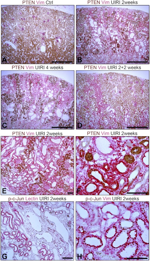 Fig. 11.