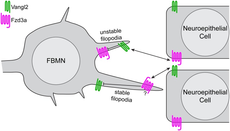 Fig 7