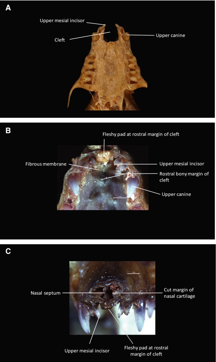 Figure 11