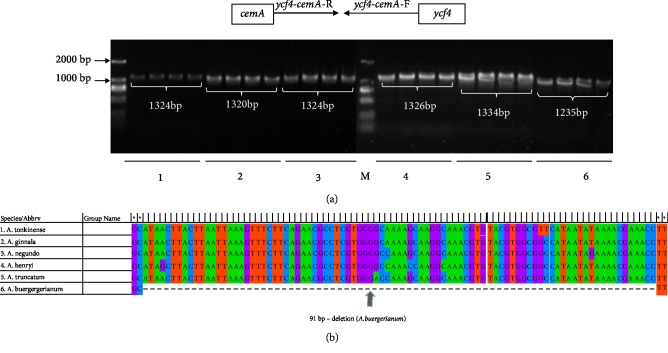 Figure 9