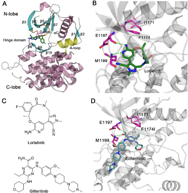 FIGURE 1