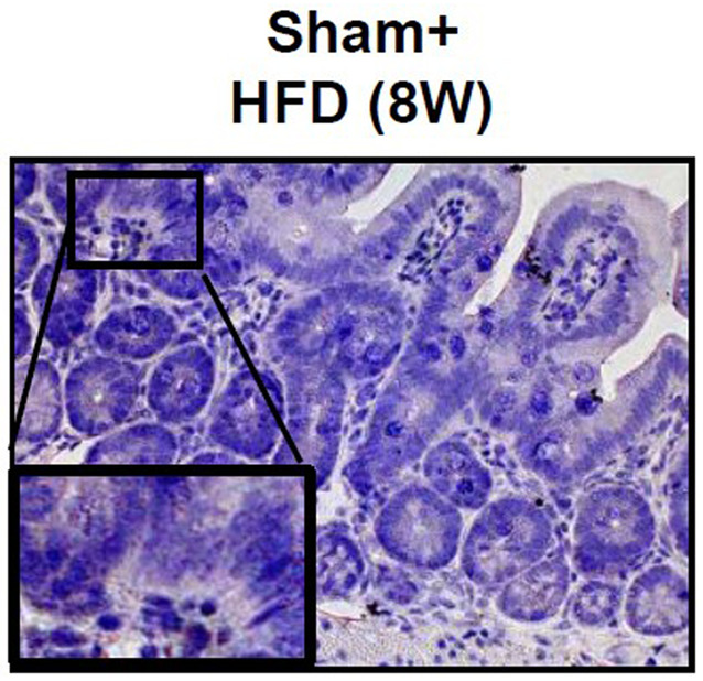 Fig. 2B (corrected panel).