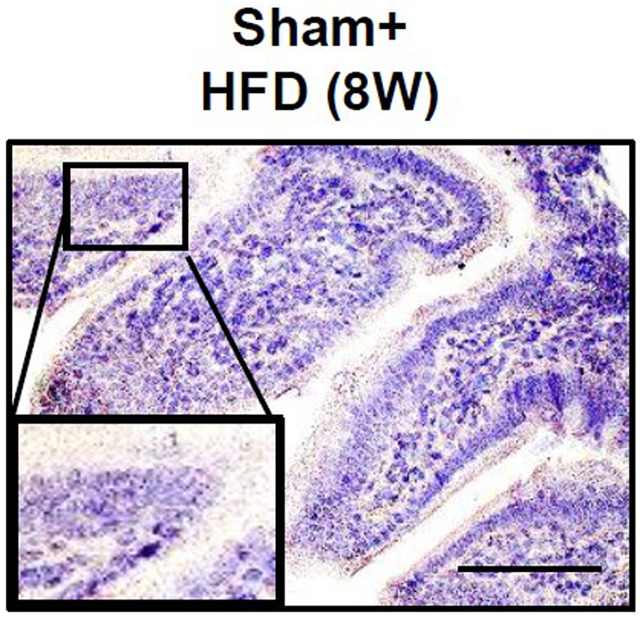 Fig. 2B (original panel).