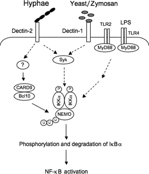 FIGURE 7.