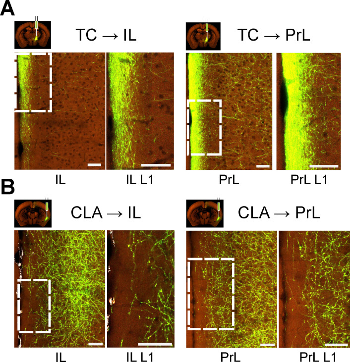 Figure 6—figure supplement 2.