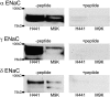 <b>Figure 4.</b>