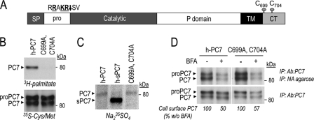 FIGURE 7.