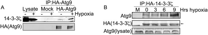 FIG 2