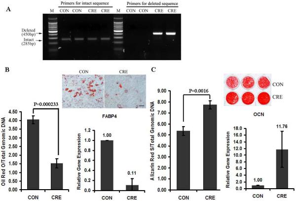 Fig.1