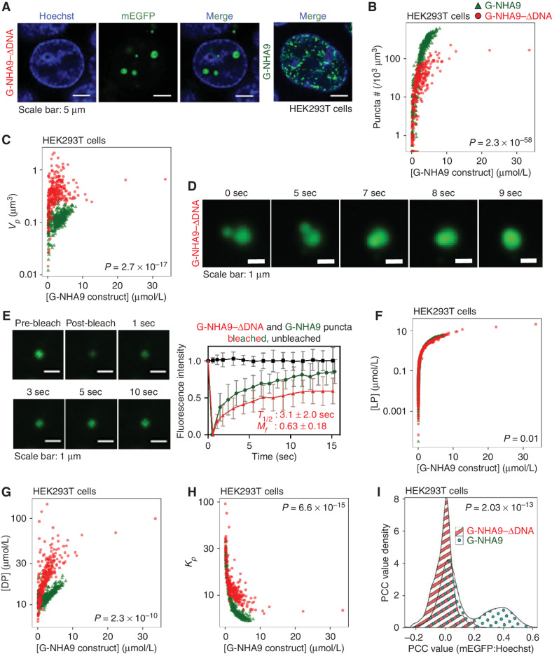 Figure 2. DNA binding by the HOXA9 homeodomain of NHA9 influences puncta morphology and behavior. A, Representative confocal microscopy image of live HEK293T cells expressing G-NHA9–ΔDNA (green). DNA is stained with Hoechst dye (blue). An overlay of the G-NHA9–expressing cell from Fig. 1B is included for comparison (right). B and C, Plots of puncta # (/103 μm3; B) and Vp (μm3; C) versus [G-NHA9 construct] for G-NHA9 (green) and G-NHA9–ΔDNA (red) from data represented in A. Data are plotted on a semi-log (y-axis: log10) scale. D, Still images of multiple time points taken from a time-lapse confocal fluorescence microscopy video (Supplementary Video S2) of a fusion event in an HEK293T cell expressing G-NHA9–ΔDNA. E, Confocal micrographs of FRAP of a G-NHA9–ΔDNA punctum in HEK293T cells at different time points after photobleaching (left). Fluorescence recovery curves are shown for bleached (red, right) and unbleached puncta (black, right). The recovery curve for G-NHA9 is also provided for comparison (green). Individual puncta were manually tracked at different times, and the G-NHA9–ΔDNA fluorescence intensity versus recovery time was plotted as the mean ± SD (n = 20). The pairwise P value for the recovery curves between G-NHA9 and G-NHA9–ΔDNA is 2.2 × 10−16 using the t test. F–H, Plots of the concentration of the NHA9 construct in the nuclear light phase ([LP], μmol/L; F) and within puncta (termed the dense phase; [DP], μmol/L; G), and the Kp (Kp =) (H) versus [G-NHA9 construct] for G-NHA9 (green) and G-NHA9–ΔDNA (red). Data are plotted on a semi-log (y-axis: log10) scale. I, 1D-density distribution of PCC per cell for G-NHA9 and G-NHA9–ΔDNA to analyze the linear relationship of the signal between mEGFP and Hoechst. Refer to Supplementary Table S2 for mean values ± standard error. The pairwise P values between G-NHA9 and G-NHA9–ΔDNA are shown in each plot (B, C, F–I; see Methods; n = 935 and 780 in B, F, and I including the cells with zero punctum, and n = 378 and 254 in C, G, and H excluding the cells with zero punctum, respectively, for G-NHA9 and G-NHA9–ΔDNA).