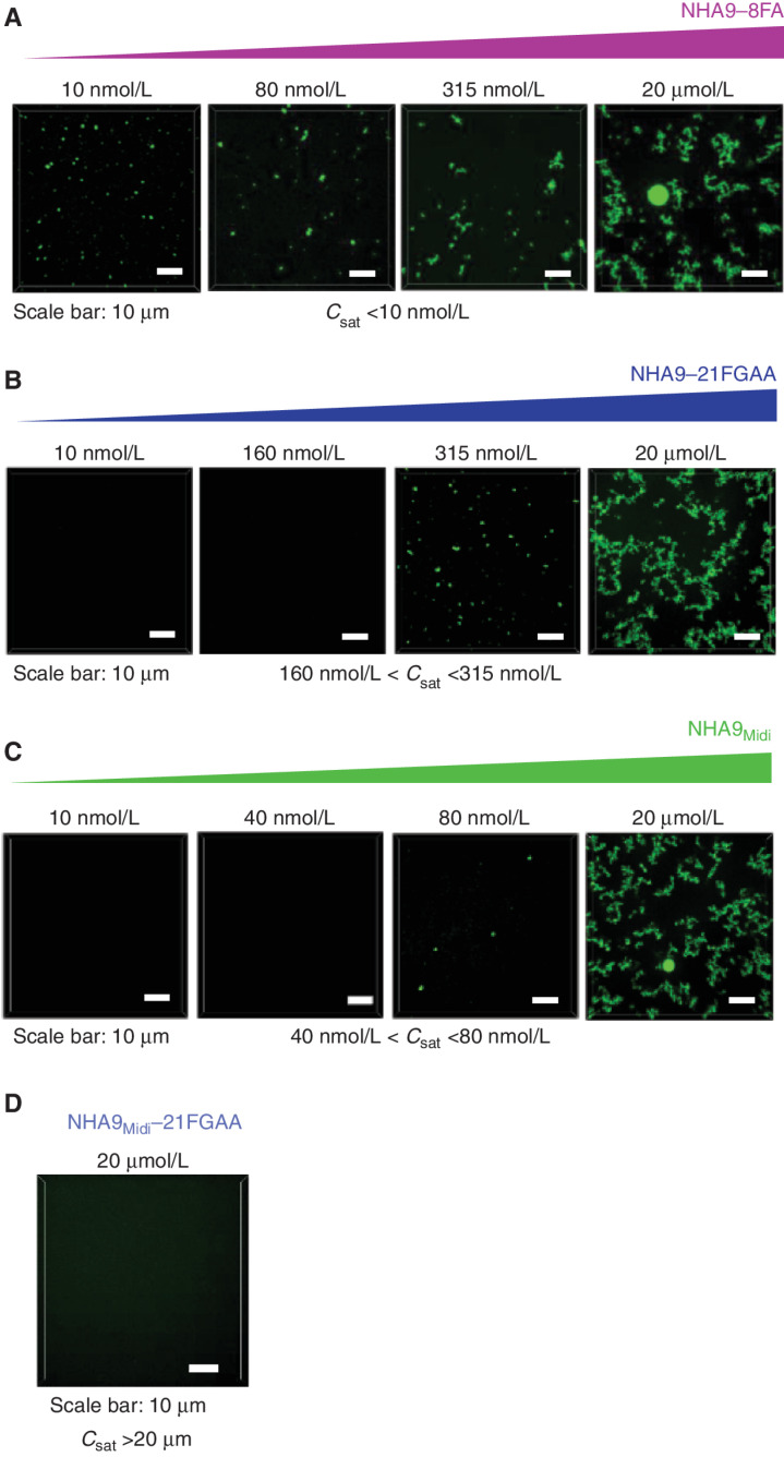 Figure 4. Mutation of F and FG residues in the FG-rich IDR of NHA9 alters LLPS behavior in vitro. A–C, Confocal fluorescence micrographs of Alexa 488–labeled NHA9–8FA (A), NHA9–21FGAA (B), and NHA9Midi (C) condensates in vitro with increasing protein concentration. Micrographs are presented as maximum intensity projections of 13 Z-stack images acquired over 6 μm with 0.5 μm resolution. D, Confocal micrograph of Alexa 488–labeled NHA9Midi–21FGAA at a concentration of 20 μmol/L. Saturation concentration (Csat) is less than 10 nmol/L (A), between 160 nmol/L and 315 nmol/L (B), and between 40 nmol/L and 80 nmol/L (C).