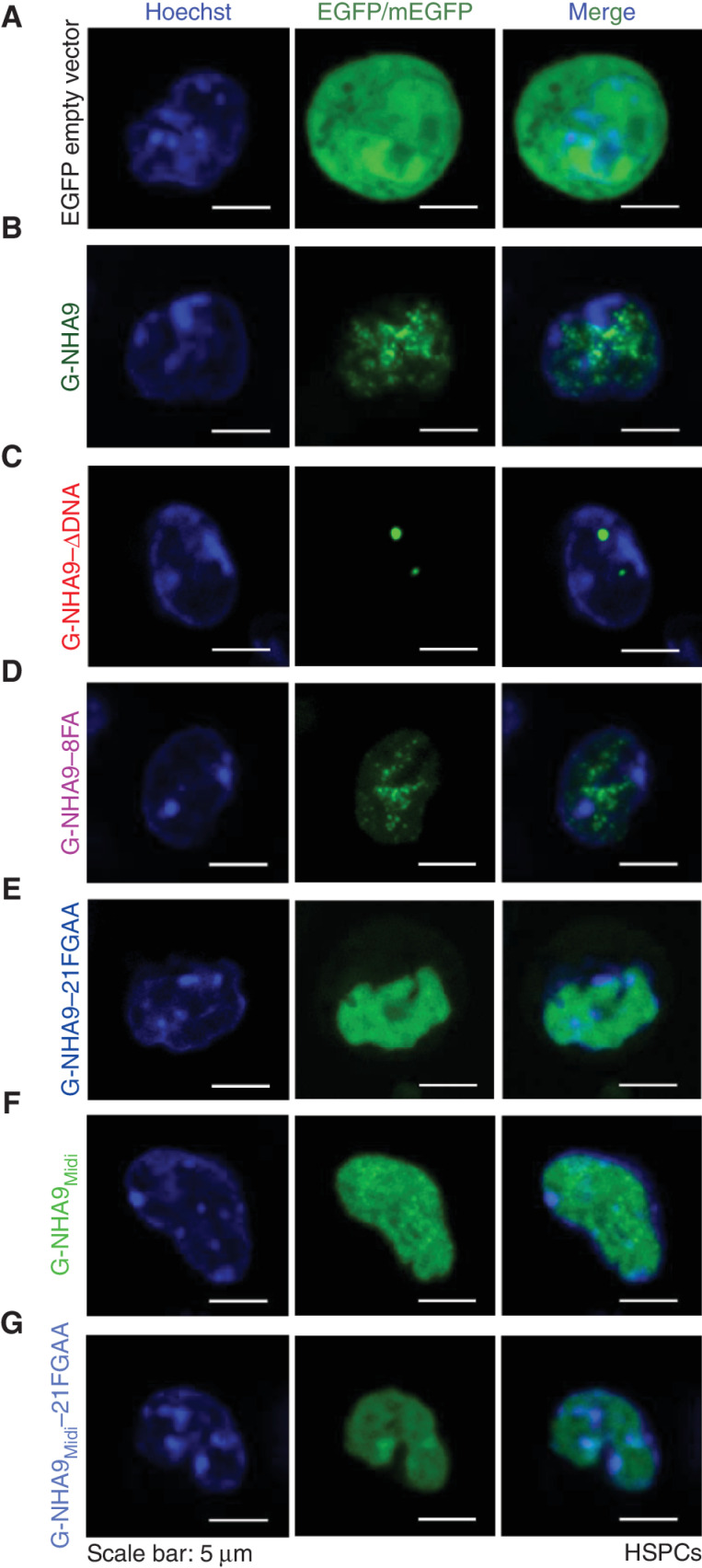 Figure 5. The NHA9 constructs form puncta in lin− HSPCs. A–G, Representative images of live lin− HSPCs expressing EGFP empty vector as a control (A), G-NHA9 (B), G-NHA9–ΔDNA (C), G-NHA9–8FA (D), G-NHA9–21FGAA (E), G-NHA9Midi (F), and G-NHA9Midi–21FGAA (G).