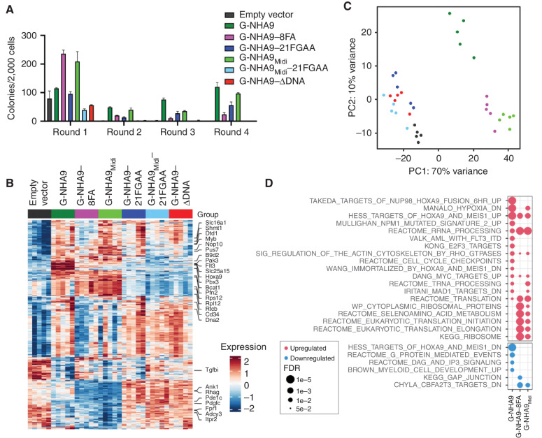 Figure 6. Expression of high FG motif valence NHA9 constructs in lin− HSPCs leads to hematopoietic cell transformation and aberrant expression of Hox family and other genes. A, Average number of colonies per 2,000 cells for lin− HSPCs expressing negative control empty vector and mEGFP-tagged NHA9 and mutant constructs. The values of colony numbers shown are mean ± SD from triplicate technical replicates of a representative experiment. B–D, RNA-seq was performed for lin− HSPCs expressing empty vector, G-NHA9, or mutants after 1 week of growth in methylcellulose containing myeloid and erythroid growth factors (n = 5 for each condition). B, Heat map for differentially expressed genes of interest. C, PCA of the 500 most variable genes. D, Gene set enrichment analysis for cells expressing G-NHA9, G-NHA9–8FA, or G-NHA9Midi—each versus empty vector. Pathways of interest are shown, with a complete list of significantly upregulated or downregulated gene sets in Supplementary Table S3. The most significantly dysregulated genes from each pathway are marked in B.