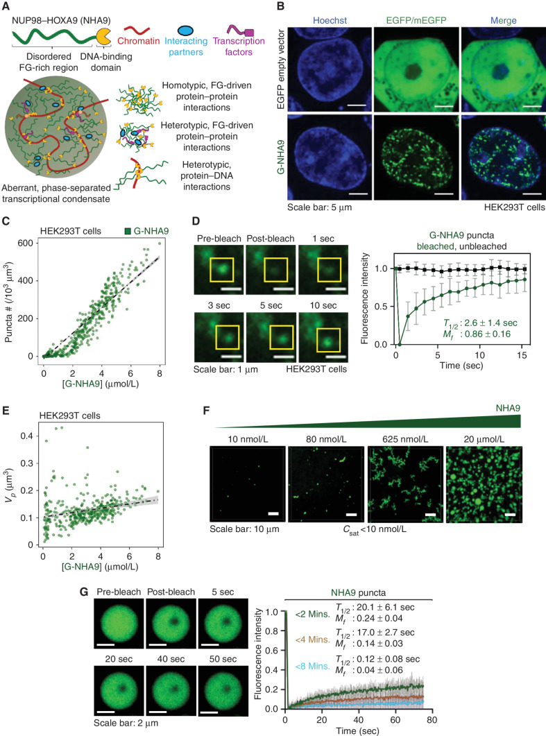 Figure 1. LLPS by the N-terminal FG motif–rich IDR governs the puncta-forming behavior of G-NHA9 in cells and in vitro. A, Scheme depicting the hypothesized role of both homotypic and heterotypic interactions in the formation of aberrant transcriptional condensates by NHA9 via LLPS. B, Representative confocal microscopy images of live HEK293T cells expressing EGFP empty vector (top, green) or G-NHA9 (bottom, green). DNA is stained with Hoechst dye (blue). C, The number of puncta per 103 μm3 nuclear volume (puncta #, /103 μm3) versus the total nuclear concentration of the G-NHA9 construct [G-NHA9]. The dotted lines represent linear fitting for visualization purposes, and the gray area indicates 95% confidence interval. Number of cells (n) = 935, including the cells with zero punctum. D, Confocal micrographs of fluorescence recovery (inside yellow box) of a single G-NHA9 punctum in HEK293T cells at different times after photobleaching (FRAP, left). FRAP recovery curve for a photobleached punctum (green, right) and an unbleached punctum (black, right). Individual puncta were manually tracked at different times, and recovery was plotted as the mean ± SD (n = 20). E, The average puncta volume (Vp, μm3) versus the total nuclear concentration of the G-NHA9 construct [G-NHA9]. The dotted lines represent linear fitting for visualization purposes, and the gray area indicates 95% confidence interval. Number of cells (n) = 378, excluding the cells with zero punctum. F, Confocal fluorescence micrographs of Alexa 488–labeled NHA9 condensates prepared in vitro with increasing protein concentration. The micrographs are presented as maximum intensity projections of 13 confocal planes offset by 0.5 μm per plane. Saturation concentration (Csat) is less than 10 nmol/L. G, Confocal micrographs of fluorescence recovery of 20 μmol/L NHA9 (mixed with 200 nmol/L Alexa 488–labeled NHA9) within condensates at multiple time points acquired within 2 minutes of initiation of phase separation (left). FRAP recovery curves for NHA9 condensates within 2 (green), 4 (brown), and 8 (cyan) minutes of formation (right). Data are plotted as mean ± SD (n = 15). T1/2 represents the half-life of the fluorescence recovery, and Mf represents the mobile fraction.