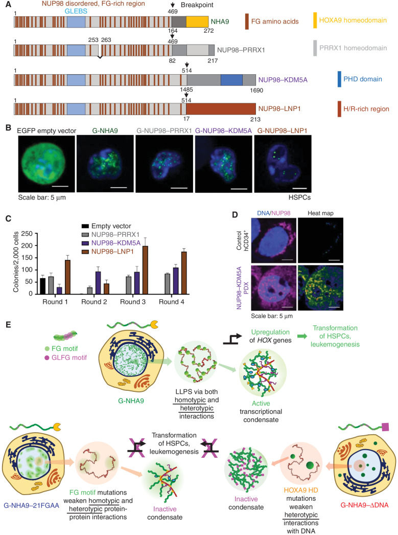 Figure 7. Additional leukemia-associated NUP98 FOs form nuclear puncta and transform lin− HSPCs. A, Schematic of NHA9 and three additional NUP98 FOs (NUP98–PRRX1, NUP98–KDM5A, and NUP98–LNP1). Numbers indicate the amino acid residue. Numbers above the schematic reflect NUP98 residues, whereas numbers beneath reflect the fusion partner's residues. B, Representative images of live lin− HSPCs expressing G-NUP98–PRRX1, G-NUP98–KDM5A, and G-NUP98–LNP1. EGFP empty vector and G-NHA9 are included for comparison. C, Average number of colonies per 2,000 cells for lin− HSPCs expressing negative control empty vector and NUP98 FOs. Data shown are mean ± SD from triplicate technical replicates of a representative experiment. D, Representative images of a fixed, nontransduced human CD34+ (hCD34+) cell (top) and a NUP98–KDM5A PDX cell (bottom) stained with an antibody against NUP98. NUP98 is magenta, and DNA is blue. The heat map is a normalized representation of NUP98 fluorescence intensity across the PDX cell. E, Conceptual scheme illustrating how LLPS by NHA9 mediates the formation of aberrant transcriptional condensates in hematopoietic cells. NHA9 (top, left cell image) undergoes LLPS to form many small, chromatin-associated puncta that drive aberrant expression of Hox and other genes and transform hematopoietic cells. LLPS is driven by both homotypic and heterotypic interactions. Mutation of FG motifs (NHA9–21FGAA, bottom left) weakens both homotypic and heterotypic protein–protein interactions, yielding less numerous, larger, and less dense puncta that do not activate Hox gene expression or transform HSPCs. Mutation of residues in the HOXA9 homeodomain (HD; NHA9–ΔDNA, bottom right) weakens heterotypic interactions with DNA, yielding less numerous, larger, and more dense puncta that also do not induce the leukemogenic phenotype in HSPCs.