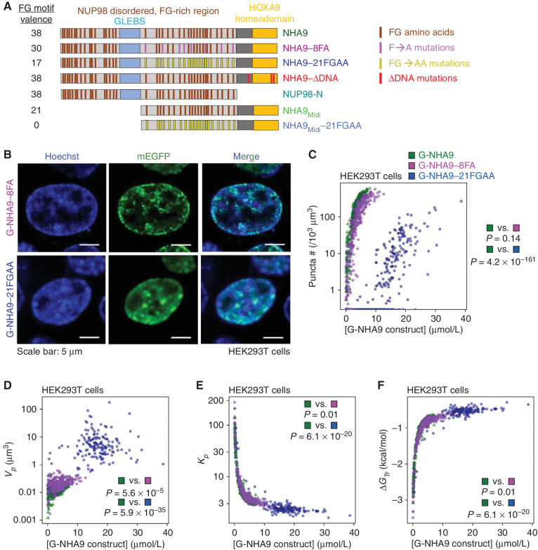 Figure 3. Mutation of multiple F and FG residues in the FG-rich IDR of NHA9 alters puncta formation in cells. A, Schematic of NHA9 and mutant constructs used in this study. FG motif valence is shown on the left. B, Representative image of live HEK293T cells expressing G-NHA9–8FA (top, green) and G-NHA9–21FGAA (bottom, green). DNA is stained with Hoechst dye (blue). C–F, Plots of puncta # (/103 μm3; C), Vp (μm3; D), Kp (Kp =) (E), and ΔGTr (kcal/mol; F) versus [G-NHA9 construct] for G-NHA9 (green), G-NHA9–8FA (purple), and G-NHA9–21FGAA (blue) from data represented in B. Data are plotted on a semi-log (y-axis: log10) scale in C–E. Refer to Supplementary Table S2 for mean values ± standard error. The pairwise P value between G-NHA9 versus G-NHA9–8FA and G-NHA9 versus G-NHA9–21FGAA is shown in each plot (C–F; n = 935, 683, and 865 in C including the cells with zero punctum and n = 378, 273, and 159 in D–F excluding the cells with zero punctum, respectively, for G-NHA9, G-NHA9–8FA, and G-NHA9–21FGAA).