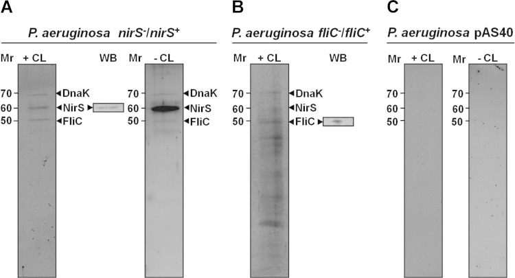 FIG 1