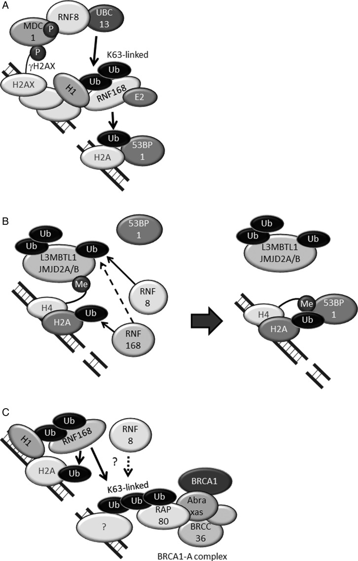 Fig. 3.