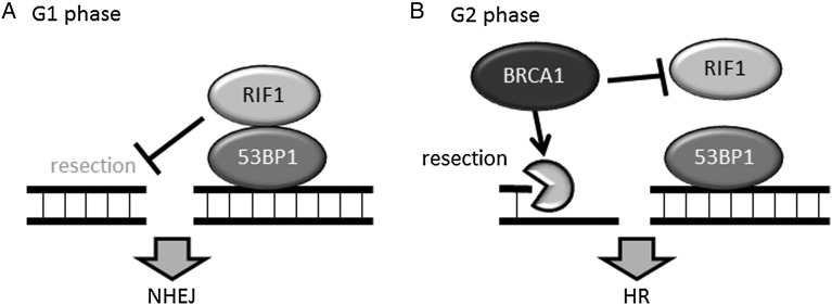 Fig. 1.