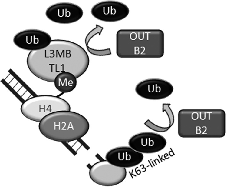 Fig. 4.