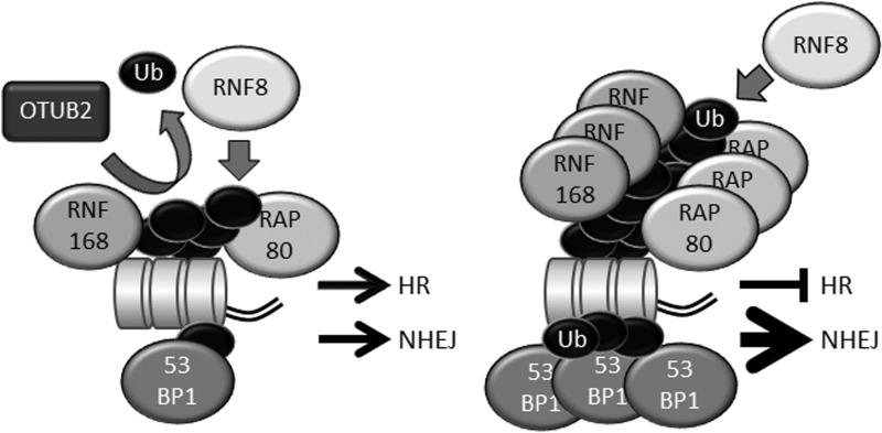 Fig. 5.