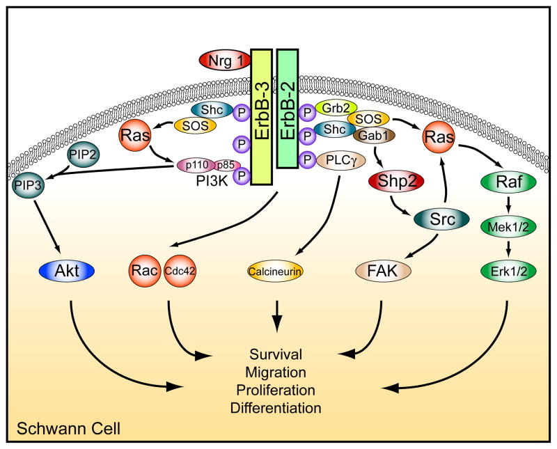 Nrg1 Erbb Signaling Networks In Schwann Cell Development And