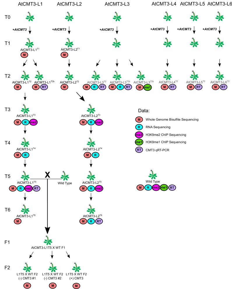 Figure 1—figure supplement 1.