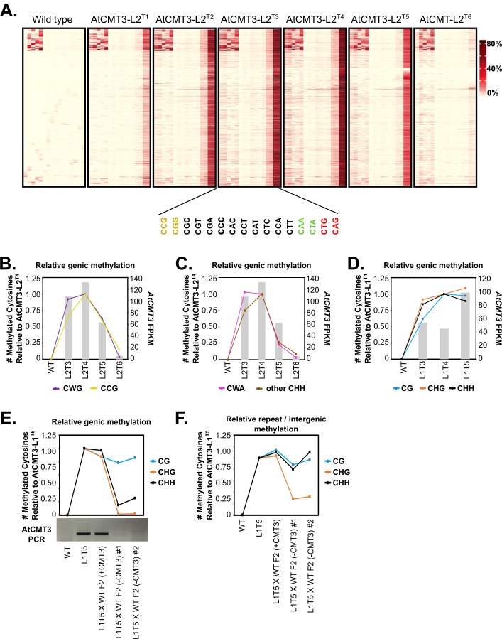 Figure 5—figure supplement 1.