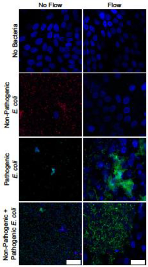 Figure 6: