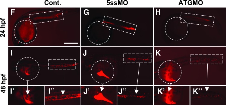 FIG. 2.