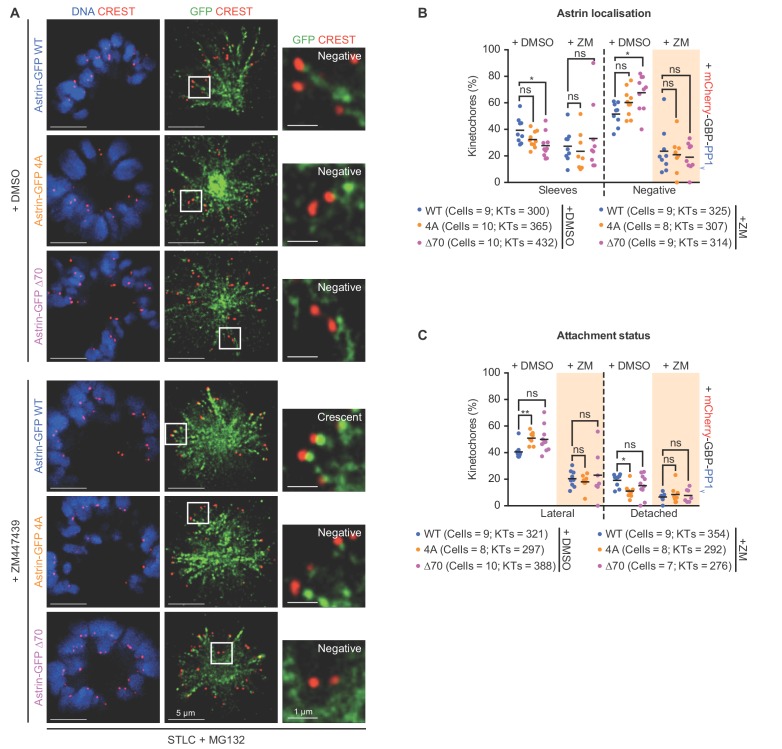 Figure 7—figure supplement 1.