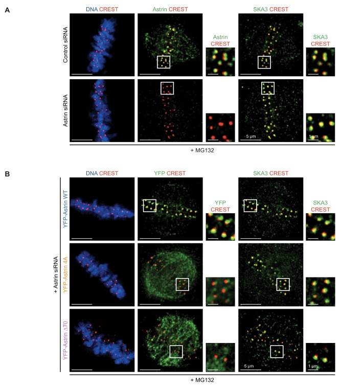 Figure 6—figure supplement 3.