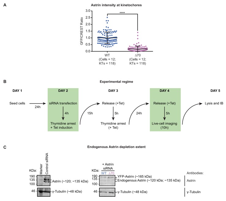 Figure 2—figure supplement 1.