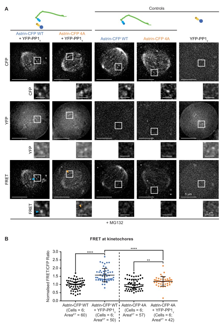 Figure 4—figure supplement 2.