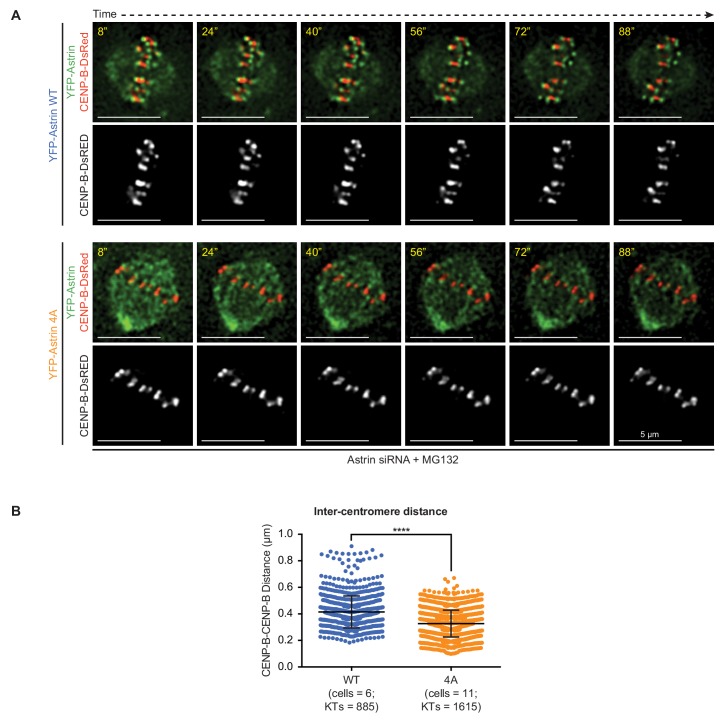 Figure 3—figure supplement 4.