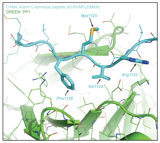 Figure 3—figure supplement 2.