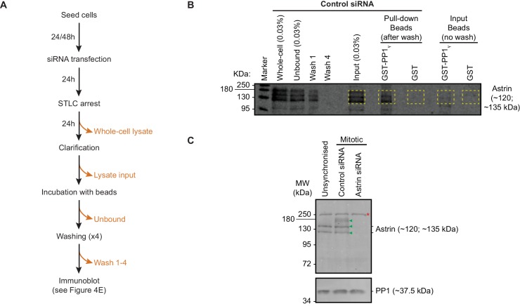 Figure 4—figure supplement 1.