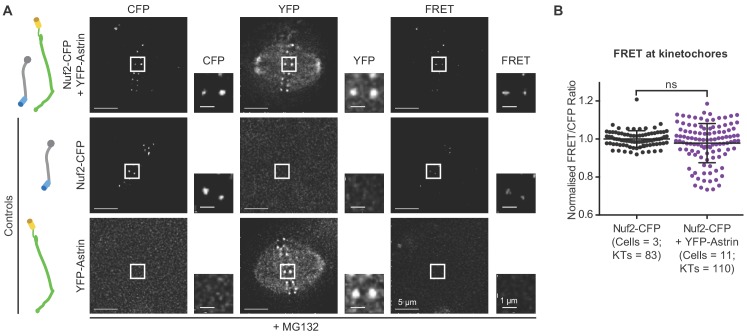 Figure 1—figure supplement 2.