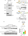 Figure 6—figure supplement 1.