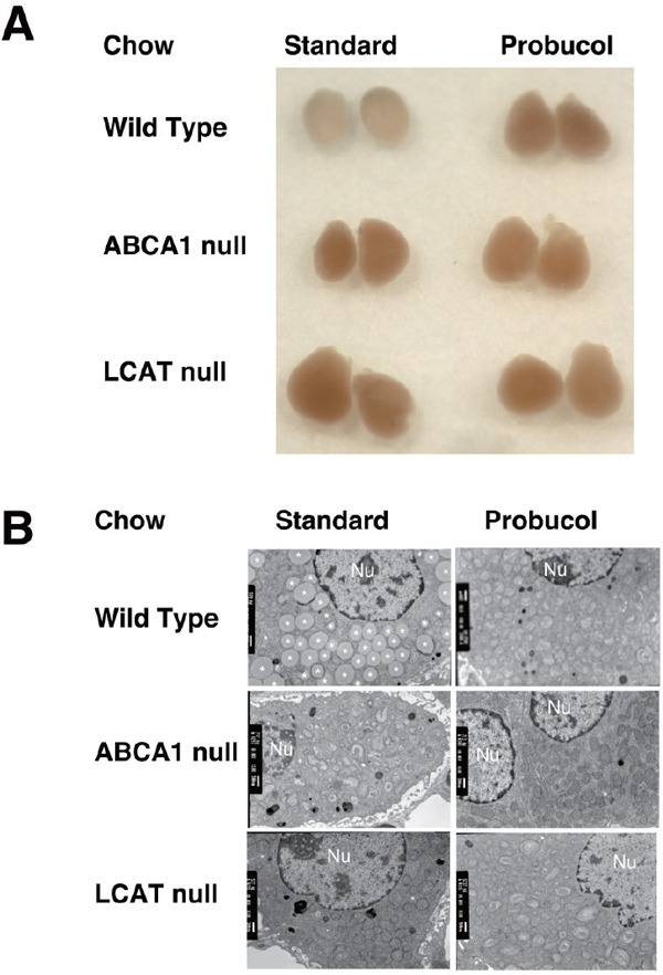 Supplementary Fig. 2.