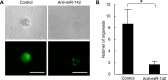 Figure 4—figure supplement 1.