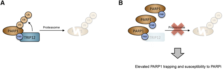 Figure 7