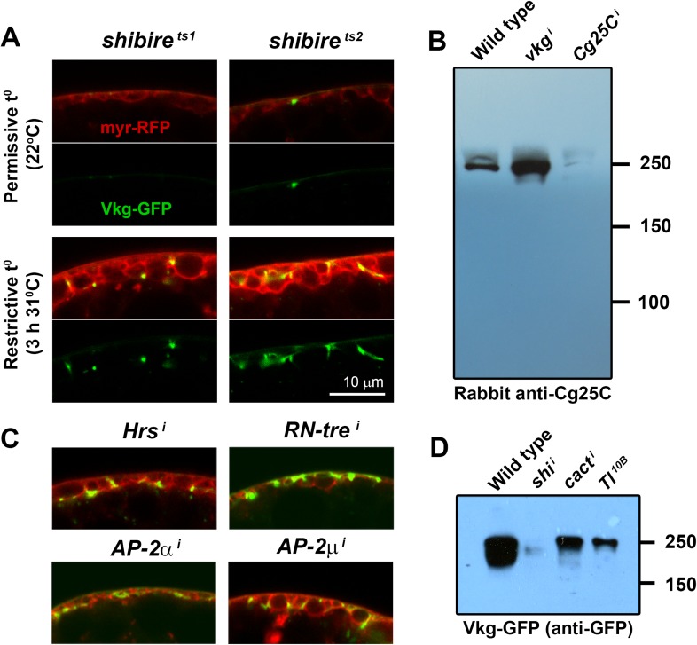 Figure 1—figure supplement 1.