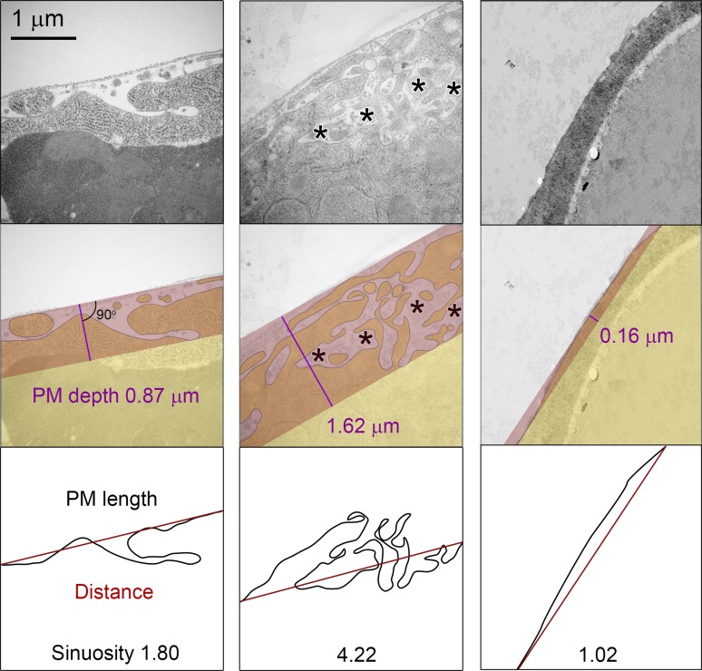 Figure 3—figure supplement 2.