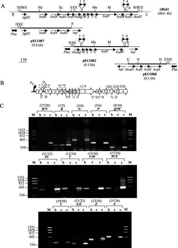 FIG. 3.